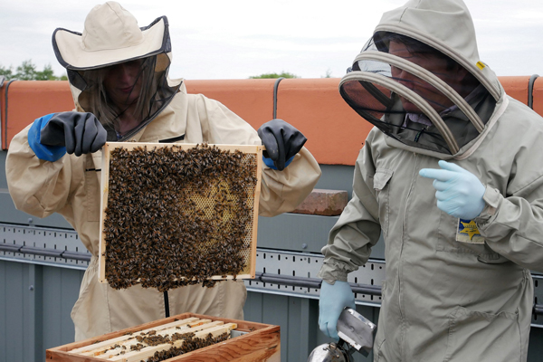 Bee colony brings biodiversity buzz to Flemingate